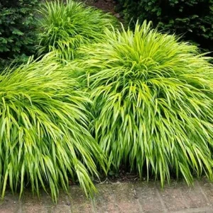 Yellow Japanese Grass Live Plant, Cold Hardy Ornamental Grass, Zones 5-9 - Image 2