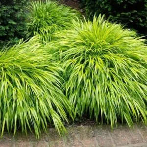 Yellow Japanese Grass Live Plant, Cold Hardy Ornamental Grass, Zones 5-9 - Image 6