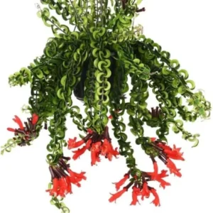 Yellow Lipstick Plant Live Houseplant - Aeschynanthus, Yellow-Orange Flower Vine, 3-5 inches tall - Image 2