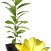 Yellow Magnolia Tree Live Plant 4-8 Inches - Fragrant Blooms, Hardy Perennial - Image 1