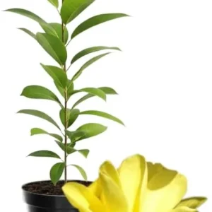 Yellow Magnolia Tree Live Plant 4-8 Inches - Fragrant Blooms, Hardy Perennial - Image 1