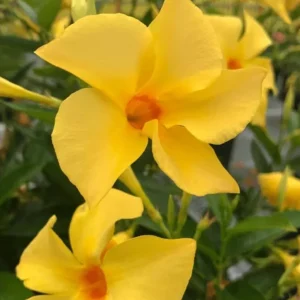 Yellow Mandevilla Live Plant – Tropical Flowering Vine, 5-9 Inch Tall - Image 2