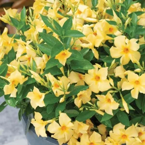 Yellow Mandevilla Live Plant – Tropical Flowering Vine, 5-9 Inch Tall - Image 3