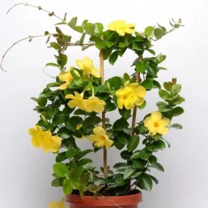 Yellow Mandevilla Live Plant – Tropical Flowering Vine, 5-9 Inch Tall - Image 4