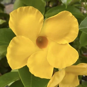 Yellow Mandevilla Live Plant – Tropical Flowering Vine, 5-9 Inch Tall - Image 5