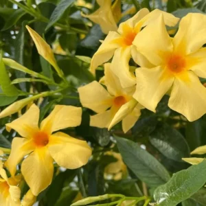 Yellow Mandevilla Live Plant – Tropical Flowering Vine, 5-9 Inch Tall - Image 1