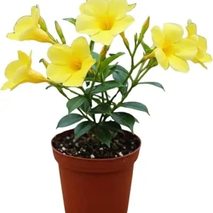 Yellow Mandevilla Live Plants - Set of 2, 4-7 Inches Tall, Garden Vine - Image 5