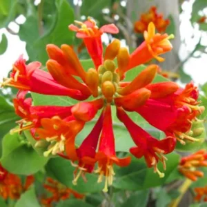 Yellow Pink Honeysuckle Bush Live Plant - Fragrant Climbing Vine 5-12 Inches Tall - Image 2