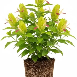 Yellow Pink Shrimp Plant Live - 5-7 Inches Tall, Easy Care Houseplant, Indoor/Outdoor Shrub - Image 4