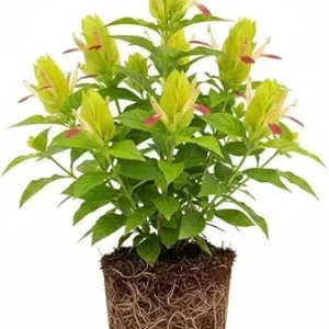 Yellow Pink Shrimp Plant Live - 5-7 Inches Tall, Easy Care Houseplant, Indoor/Outdoor Shrub - Image 1