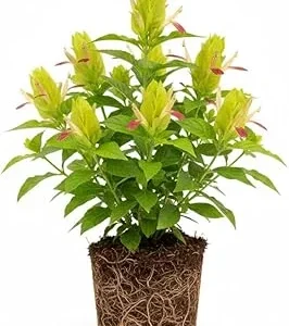 Yellow Pink Shrimp Plant Live - 5-7 Inches Tall, Easy Care Houseplant, Indoor/Outdoor Shrub - Image 7