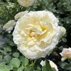 Yellow Rose Bush Live Plant - Fragrant, 6-8 Inch Tall, Year-Round Blooming - Image 3