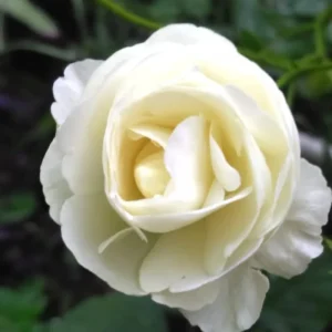 Yellow Rose Bush Live Plant - Fragrant, 6-8 Inch Tall, Year-Round Blooming - Image 6