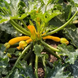 Yellow Squash Live Starter Plants - Set of 2, Zucchini Seedlings, 4-6 Inch Tall - Image 4
