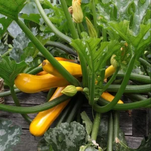 Yellow Squash Live Starter Plants - Set of 2, Zucchini Seedlings, 4-6 Inch Tall - Image 5