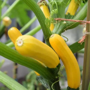 Yellow Squash Live Starter Plants - Set of 2, Zucchini Seedlings, 4-6 Inch Tall - Image 9