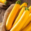 Yellow Squash Live Starter Plants - Set of 2, Zucchini Seedlings, 4-6 Inch Tall - Image 1