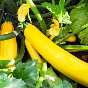 Yellow Squash Zucchini Live Plants - Set of 2, Bush Type, Outdoor Garden - Image 3