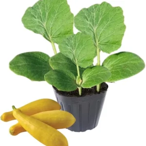 Yellow Zucchini Live Plant Seedlings – 2 Pack, 4-6 Inches Tall, Outdoor Squash - Image 6