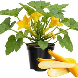 Yellow Zucchini Live Plants – 2 Count – 4-6 Inches Tall – Outdoor Vegetable - Image 2