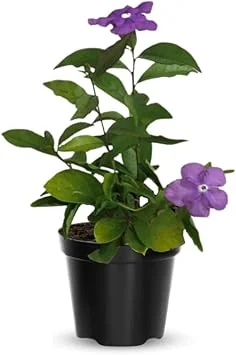 Yesterday Today and Tomorrow Plant Live - Brunfelsia Shrub, 5-7 inch Tall Seedling - Image 6