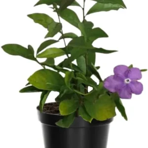 Yesterday Today and Tomorrow Plant Live - Brunfelsia Shrub, 5-7 inch Tall Seedling - Image 1
