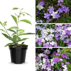 Yesterday Today & Tomorrow Live Plant 2-Pack, Brunfelsia, 5-7 Inches Tall Seedling - Image 1