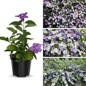 Yesterday Today & Tomorrow Plant Live, 5-8 inch Seedling, Well-Rooted Brunfelsia - Image 3