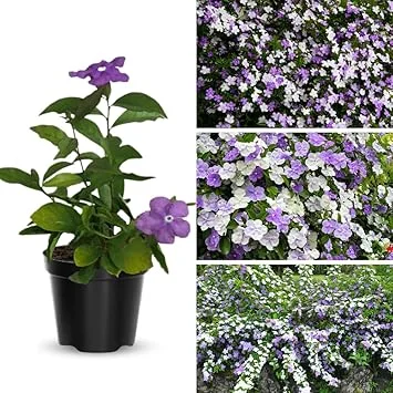 Yesterday Today & Tomorrow Plant Live, 5-8 inch Seedling, Well-Rooted Brunfelsia - Image 3