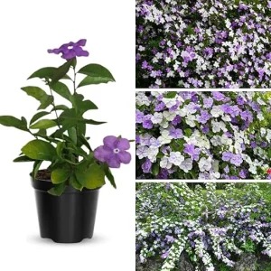 Yesterday Today & Tomorrow Plant Live, 5-8 inch Seedling, Well-Rooted Brunfelsia - Image 4