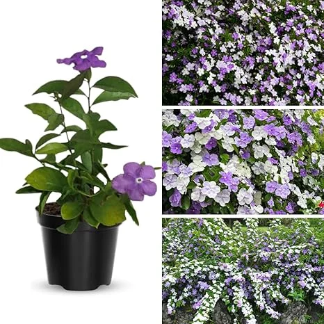 Yesterday Today & Tomorrow Plant Live, 5-8 inch Seedling, Well-Rooted Brunfelsia - Image 7
