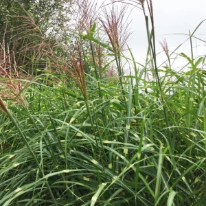 Zebra Grass Live Plant - Miscanthus sinensis 'Zebrinus' Ornamental Grass 5-8 Inch Tall - Image 10