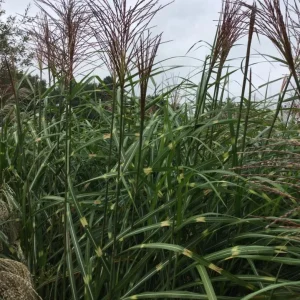 Zebra Grass Live Plant - Miscanthus sinensis 'Zebrinus' Ornamental Grass 5-8 Inch Tall - Image 2