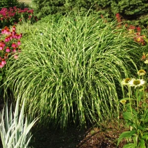 Zebra Grass Live Plant - Miscanthus sinensis 'Zebrinus' Ornamental Grass 5-8 Inch Tall - Image 3
