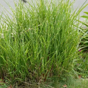 Zebra Grass Live Plant - Miscanthus sinensis 'Zebrinus' Ornamental Grass 5-8 Inch Tall - Image 4