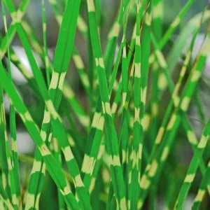 Zebra Grass Live Plant - Miscanthus sinensis 'Zebrinus' Ornamental Grass 5-8 Inch Tall - Image 5