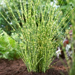 Zebra Grass Live Plant - Miscanthus sinensis 'Zebrinus' Ornamental Grass 5-8 Inch Tall - Image 6