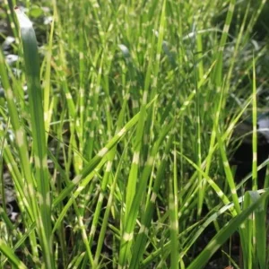 Zebra Grass Live Plant - Miscanthus sinensis 'Zebrinus' Ornamental Grass 5-8 Inch Tall - Image 7