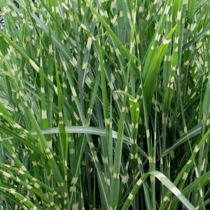 Zebra Grass Live Plant - Miscanthus sinensis 'Zebrinus' Ornamental Grass 5-8 Inch Tall - Image 8