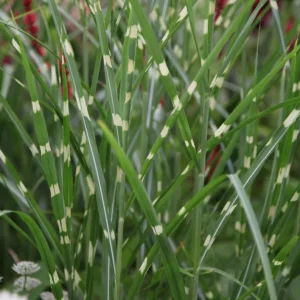 Zebra Grass Live Plant - Miscanthus sinensis 'Zebrinus' Ornamental Grass 5-8 Inch Tall - Image 9