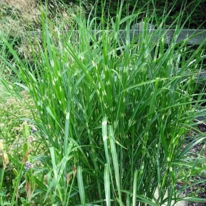 Zebra Grass Live Plant - Miscanthus sinensis 'Zebrinus' Ornamental Grass 5-8 Inch Tall - Image 1