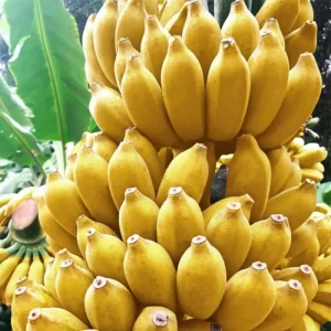 Zebrina Banana Live Plant - Cold Hardy Musa, 4-7