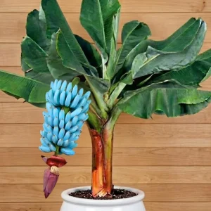 Zebrina Banana Live Plant - Cold Hardy Musa, 4-7