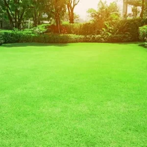 Zoysia Grass Seeds - 10,000 Count, Drought Tolerant, Low Maintenance Lawngrass - Image 5