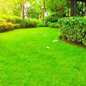Zoysia Grass Seeds - 60000 Count for Lush Lawn, Drought-Tolerant, Zones 6-11 - Image 7