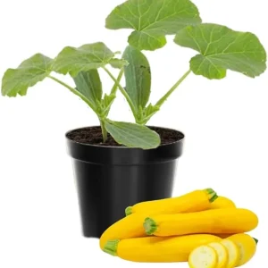 Zucchini & Yellow Squash Plants Live – 3 Pack Seedlings in 4 Inch Pots - Image 3