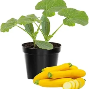 Zucchini & Yellow Squash Plants Live – 3 Pack Seedlings in 4 Inch Pots - Image 7