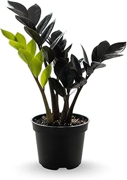 ZZ Plant Live Plant – 3 Inch Pot – Low Maintenance Indoor Houseplant - Image 4