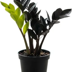 ZZ Plant Live Plant – 3 Inch Pot – Low Maintenance Indoor Houseplant - Image 7
