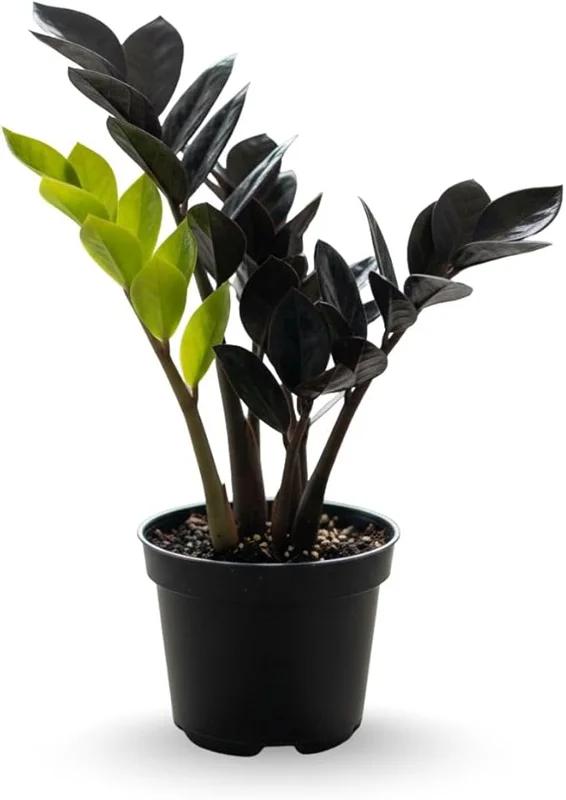 ZZ Plant Live Plant – 3 Inch Pot – Low Maintenance Indoor Houseplant - Image 7